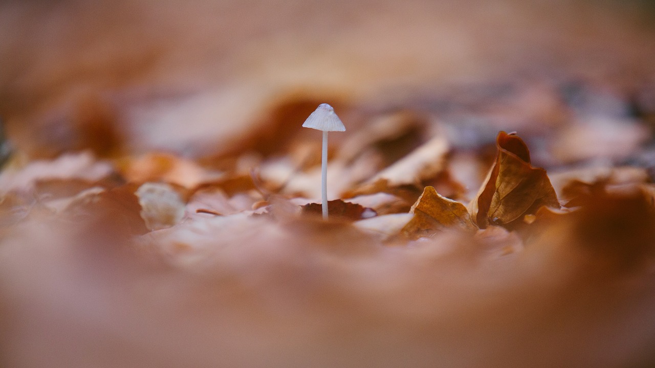 Image - mushroom outdoor fungus leaf fall