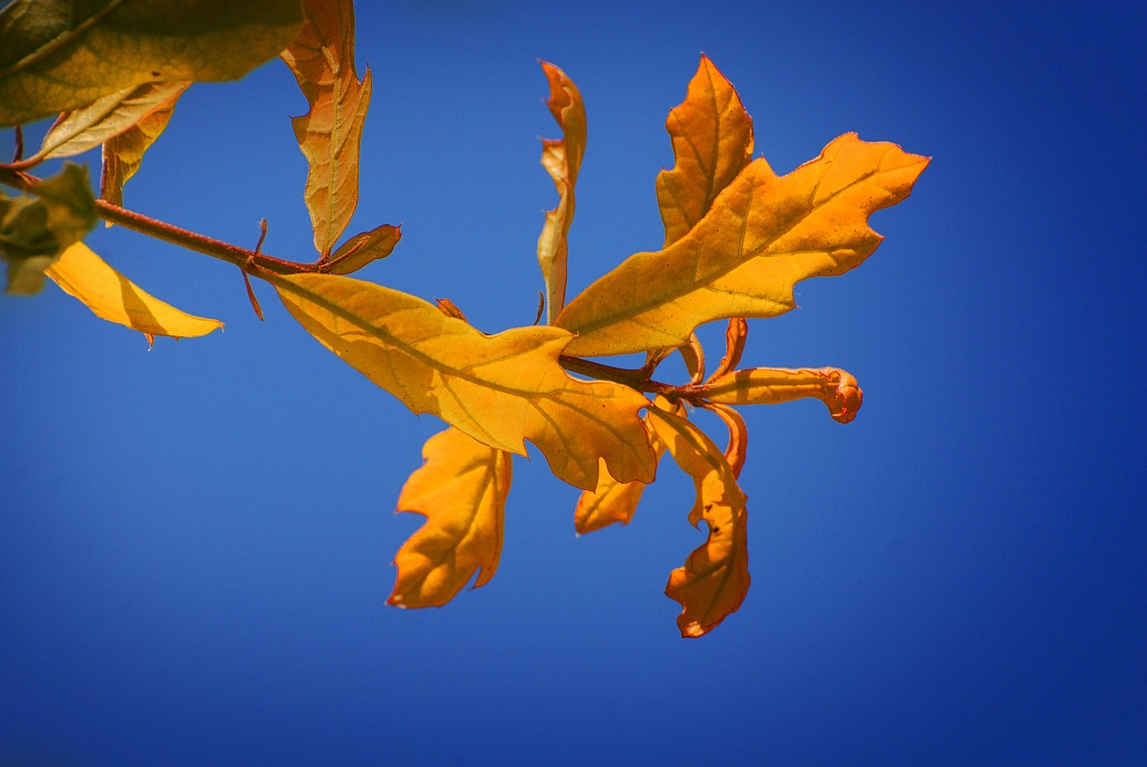 Image - leaves tree nature flying autumn