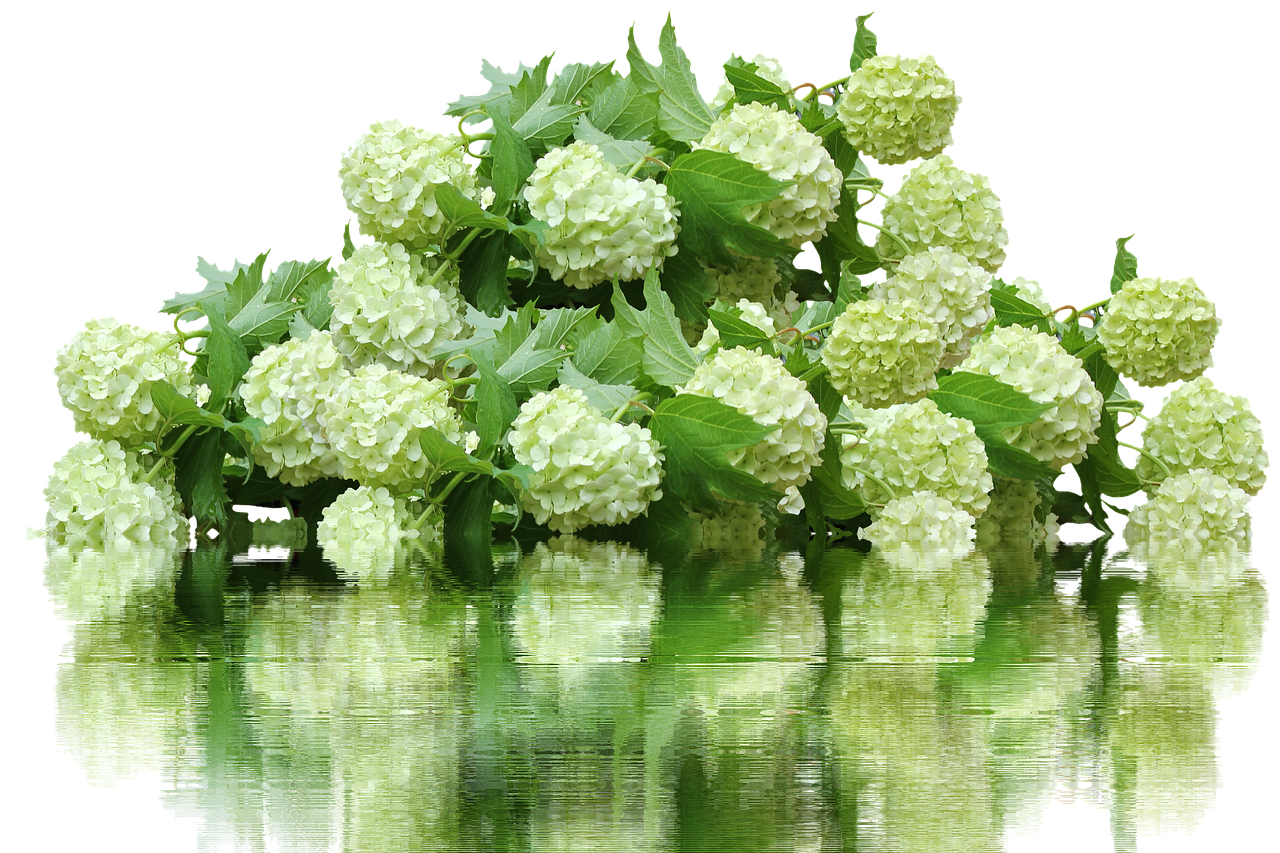 Image - hydrangea hydrangea bush