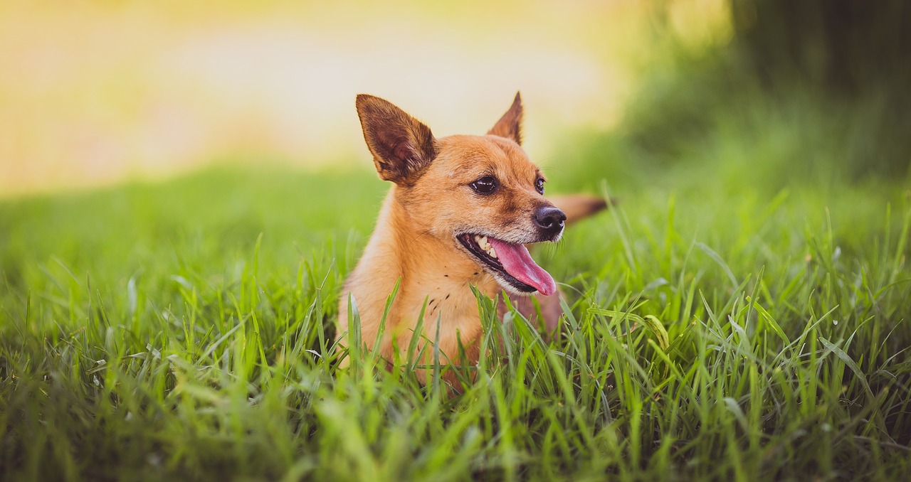 Image - dog puppy animal grass happy