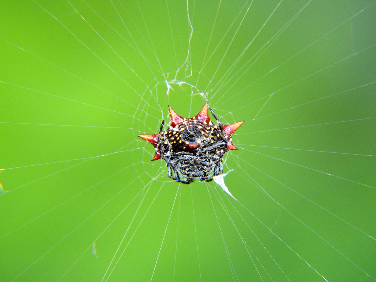Image - spider crap spider black