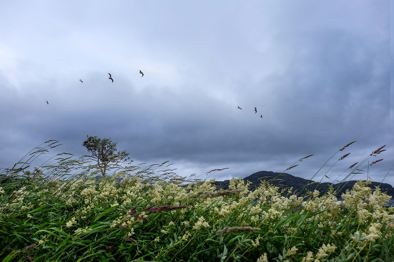 Image - plant flowers trees birds clouds