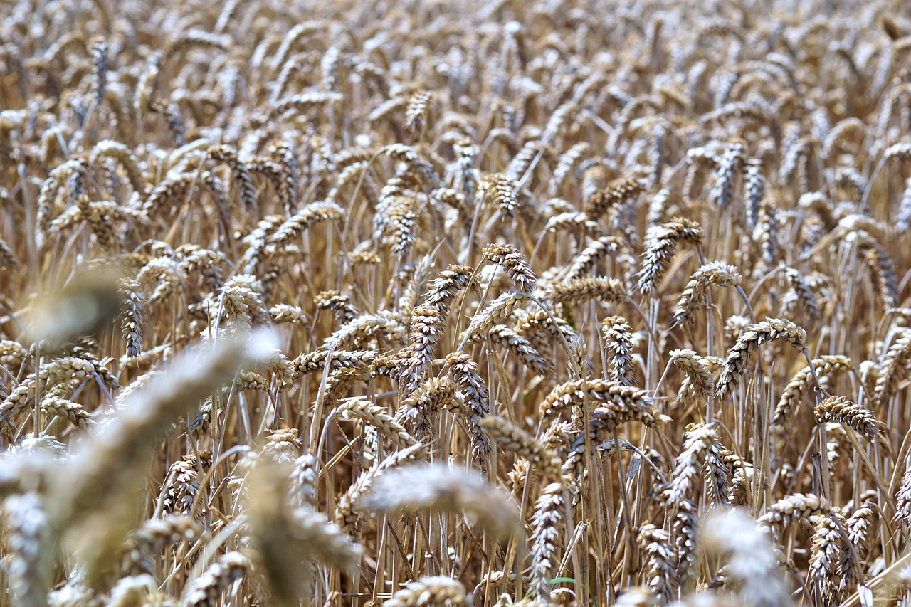 Image - cereals grain spike nature field