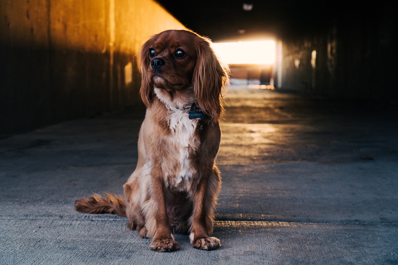 Image - path tunnel dark sunlight dog