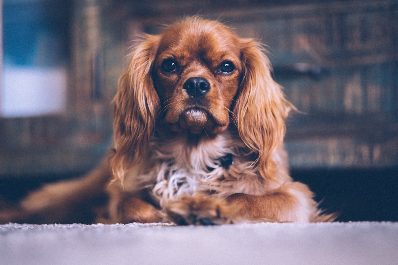 Image - brown hair dog puppy pet animal