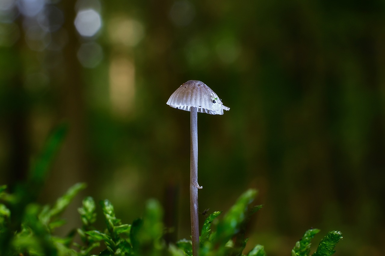 Image - mushroom