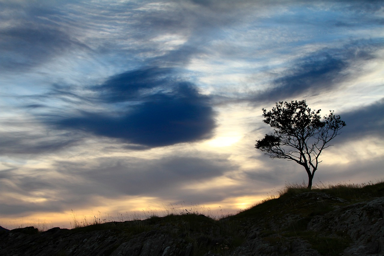 Image - grass tree plant highland