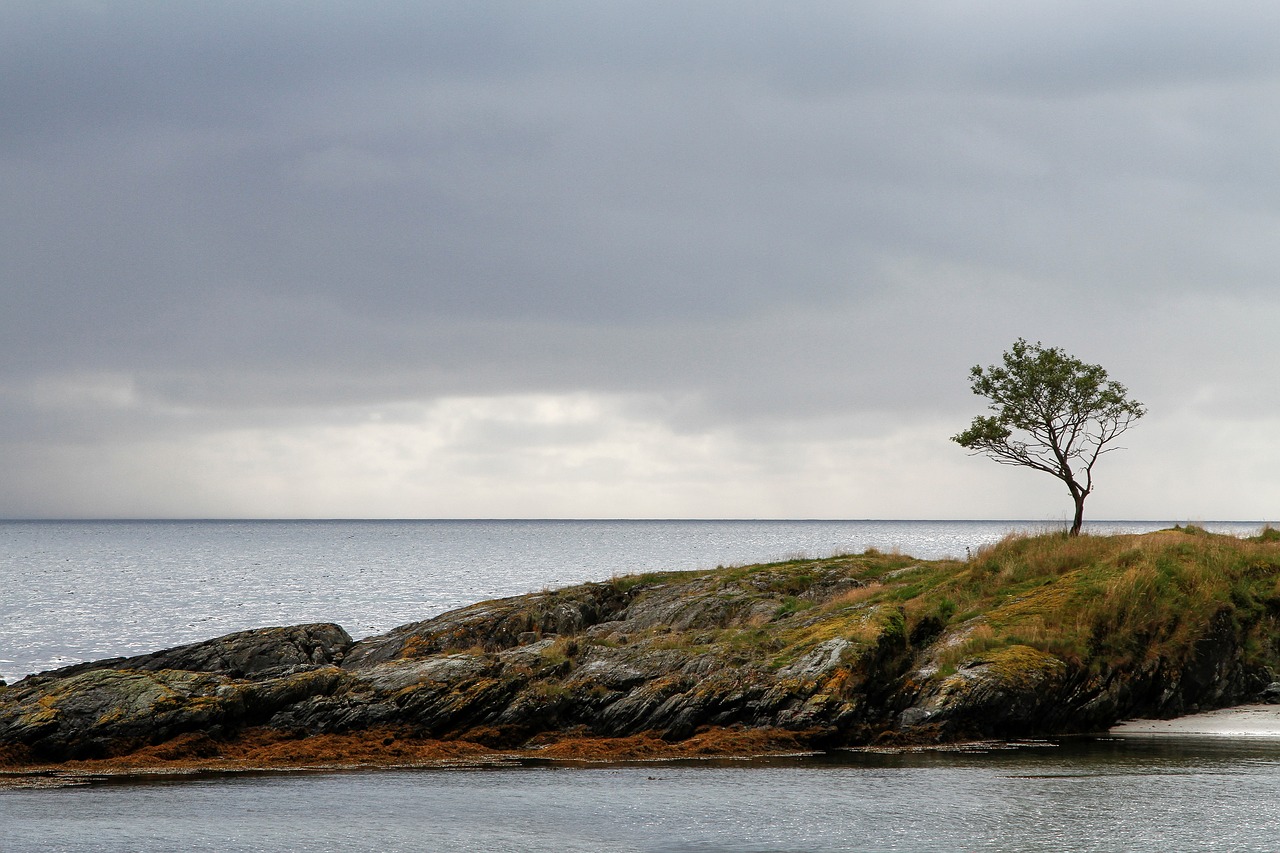 Image - highland tree plant sea water