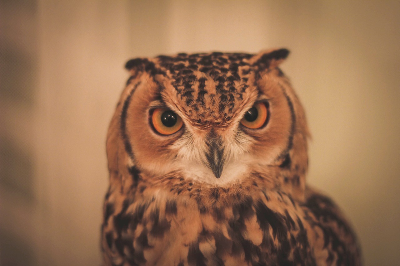 Image - owl bird animal pet