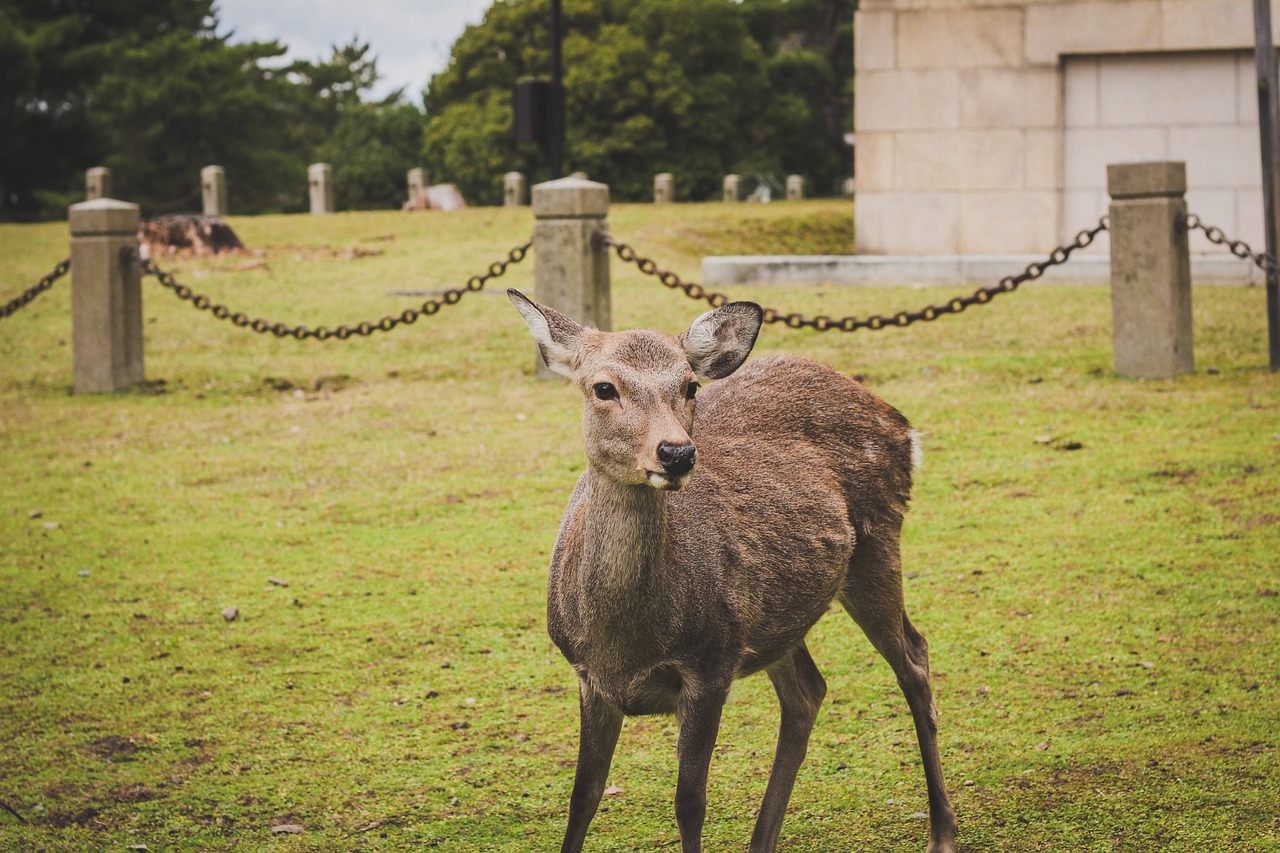 Image - green grass deer animal trees