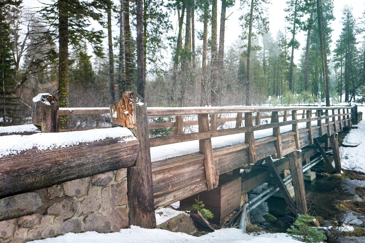 Image - trees plant bridge snow winter