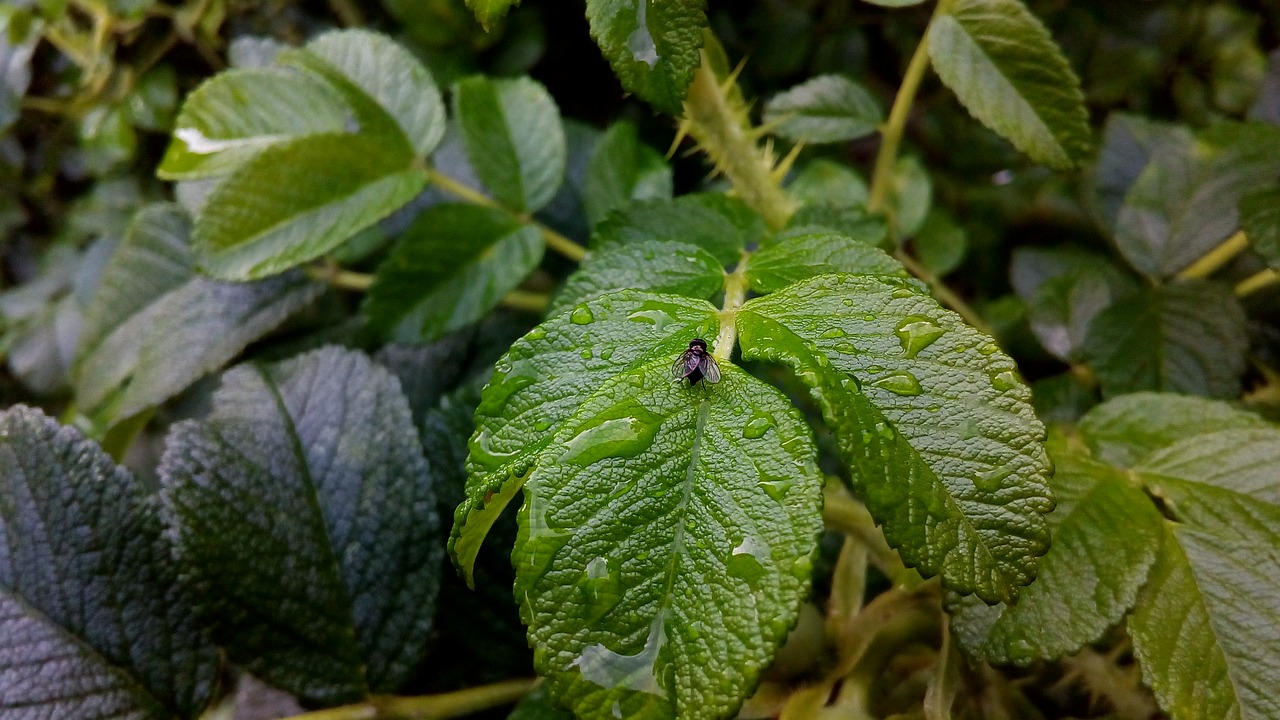 Image - fly insect after the rain damp