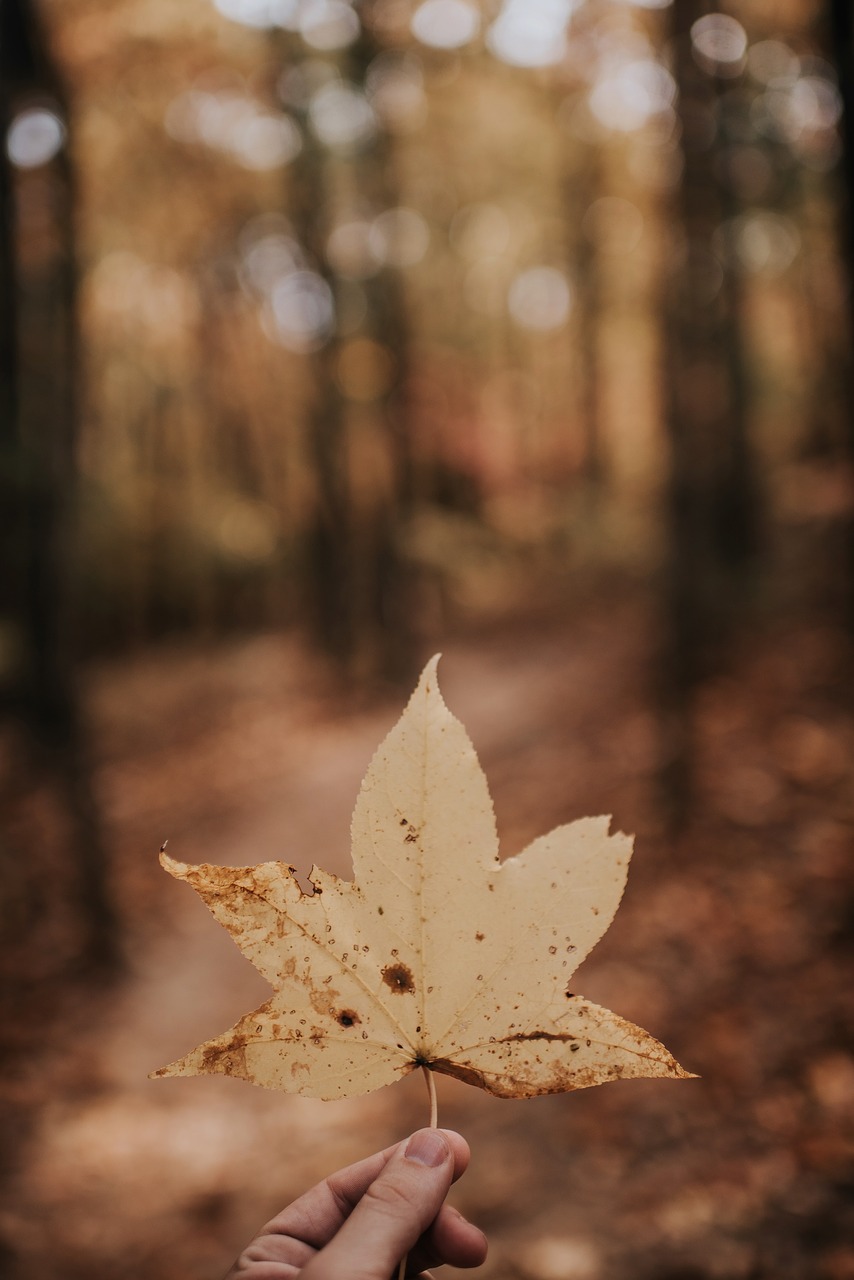 Image - leaf fall autumn hand