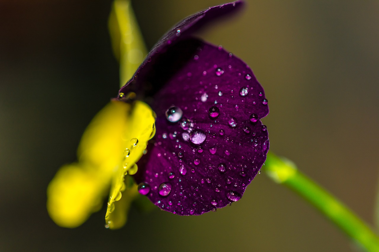 Image - flower petal violet blur water