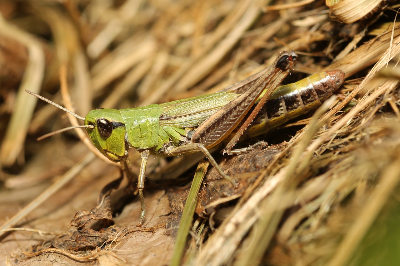 Image - grasshopper camouflage green close