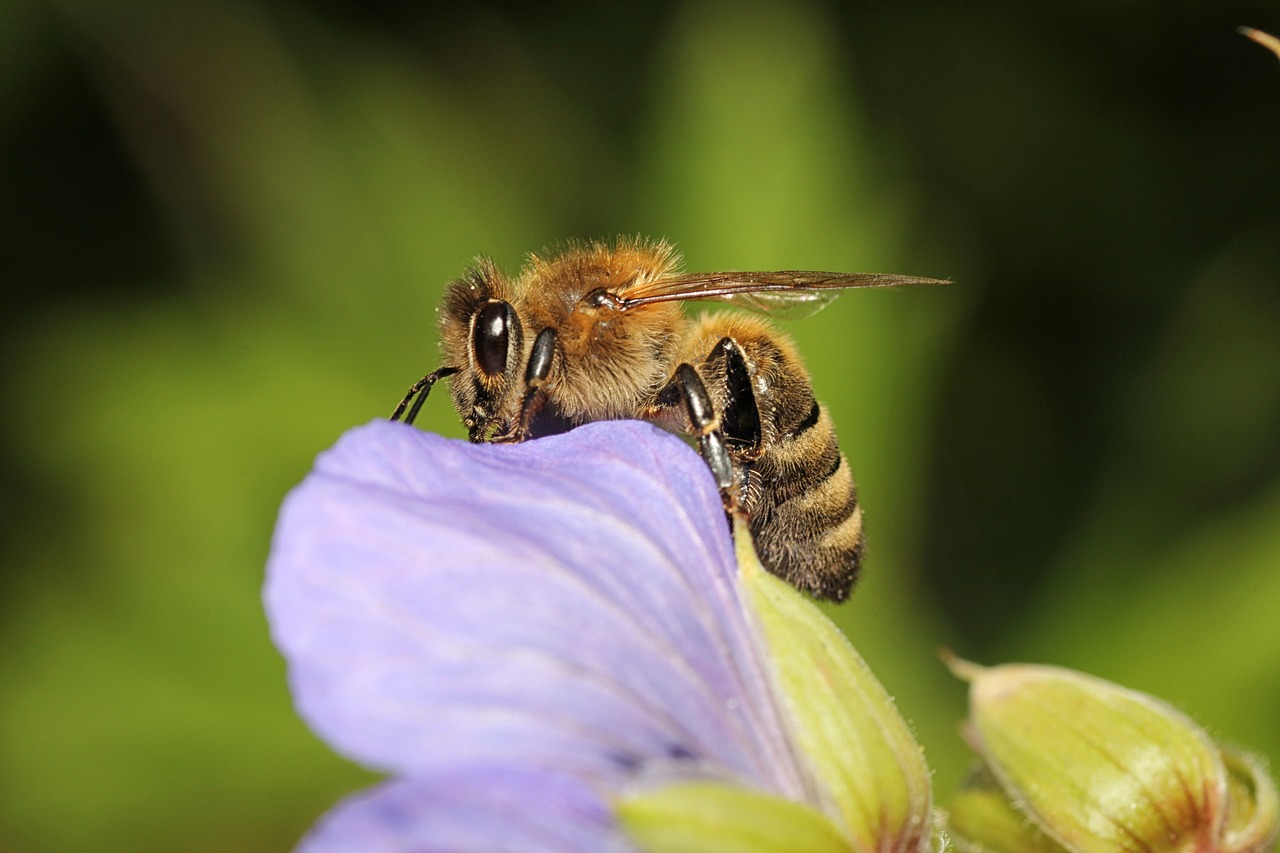 Image - wasp bee insect close