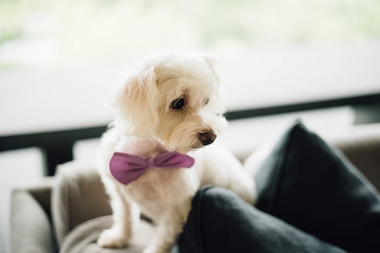Image - puppy bow tie cute white dog