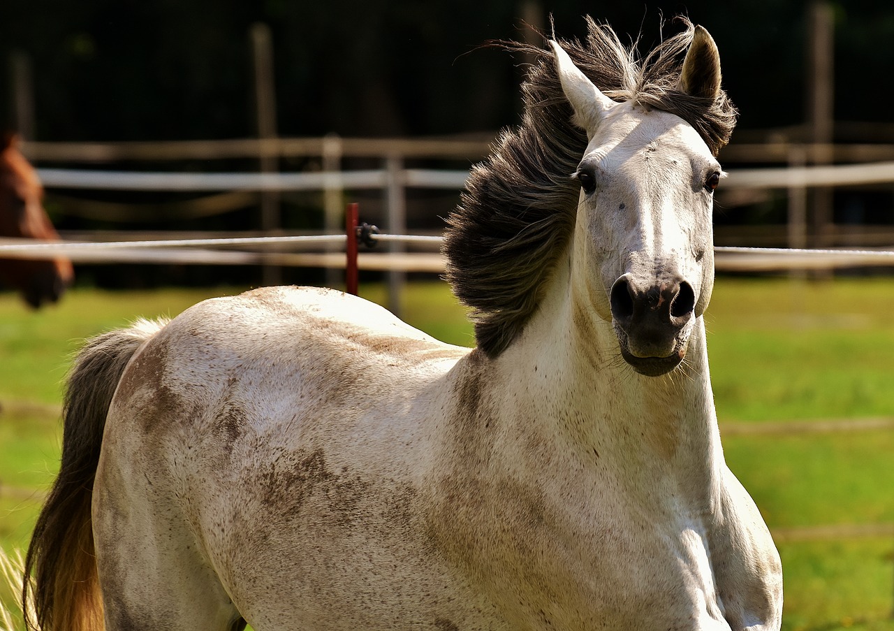 Image - horse mold pony fool around funny