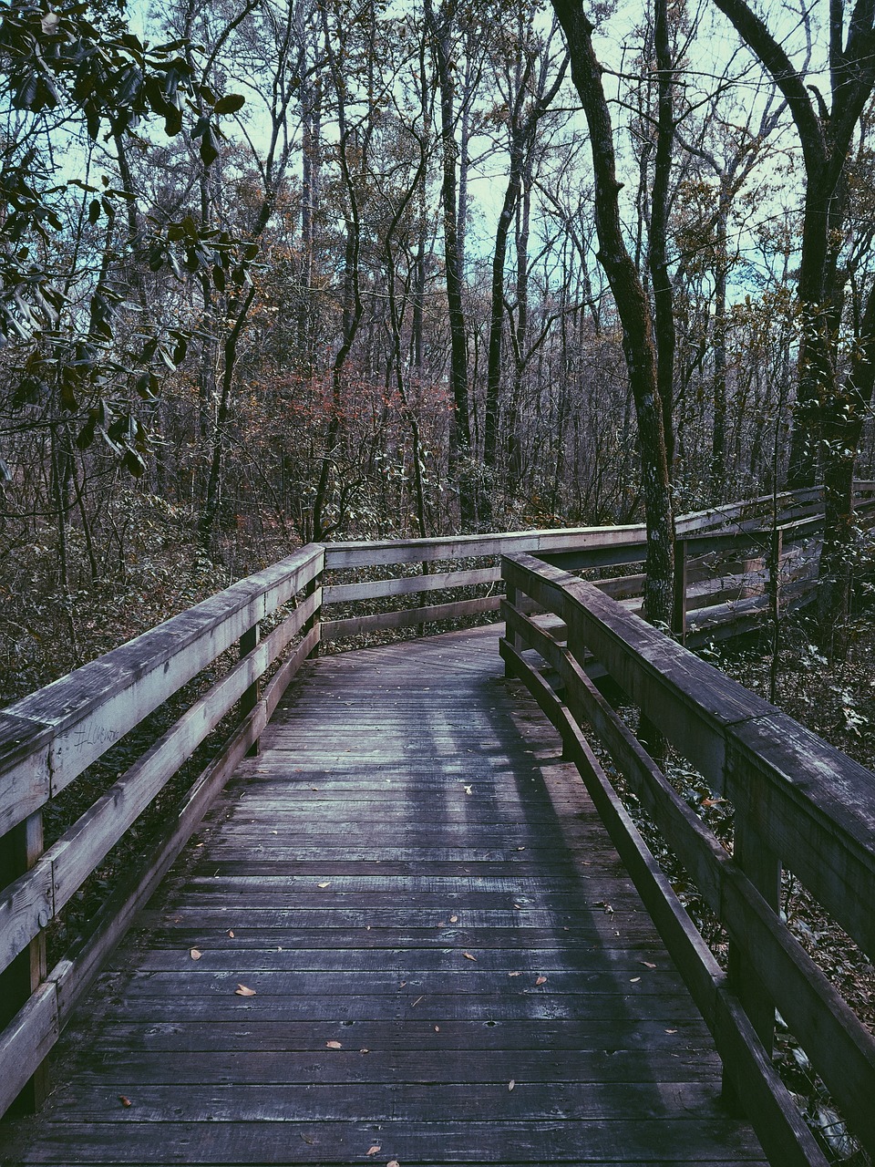 Image - bridge woods forest adventure