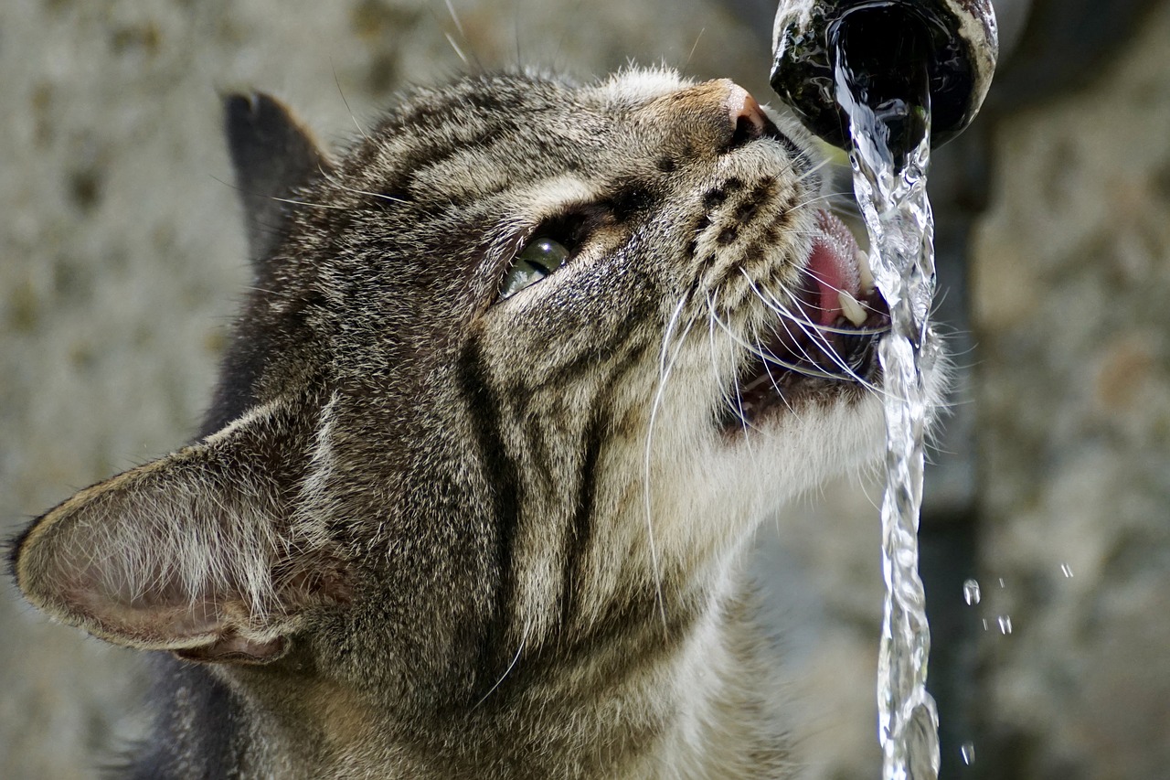 Image - cat getiegert tiger fur cute eyes