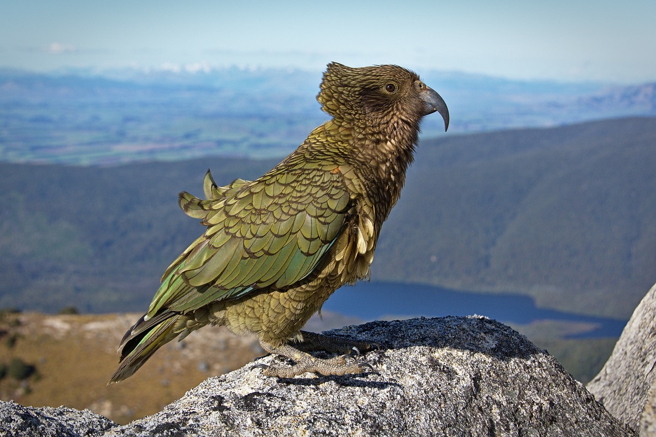 Image - bird fly mountain rock