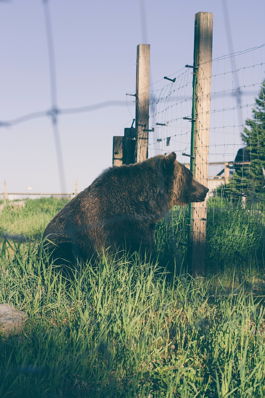 Image - bear wildlife net cute big brown