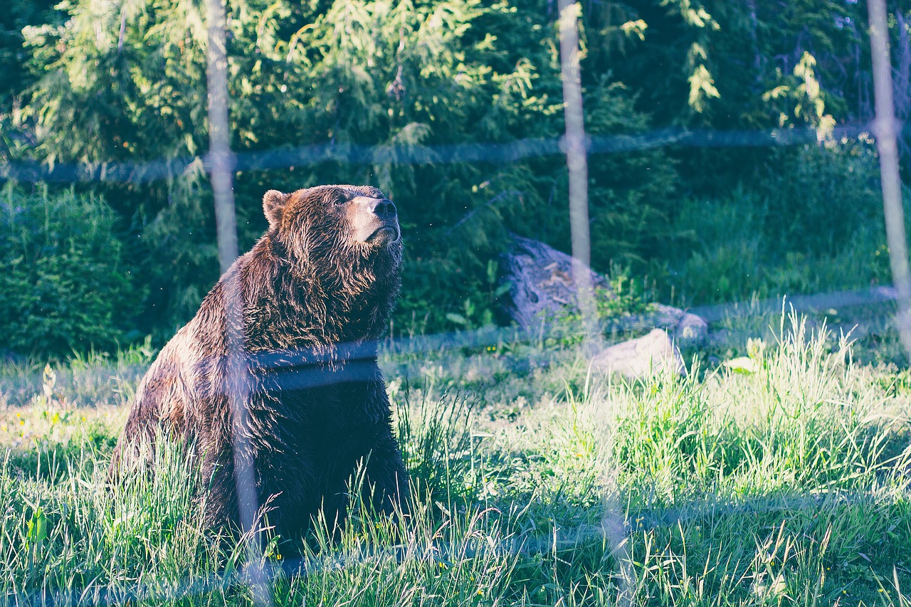 Image - bear wildlife net cute big brown