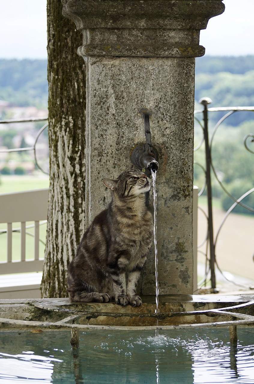 Image - cat getiegert tiger fur cute eyes