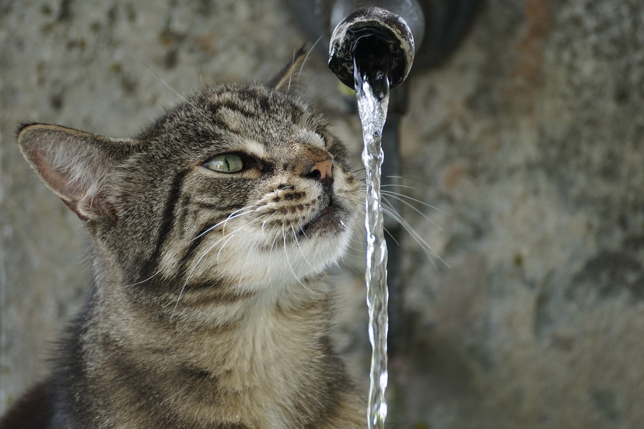 Image - cat getiegert tiger fur cute eyes