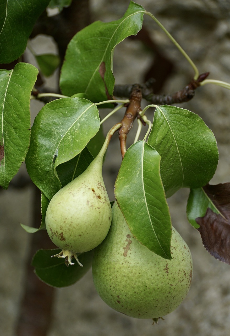 Image - pears green fruit fruits vitamins