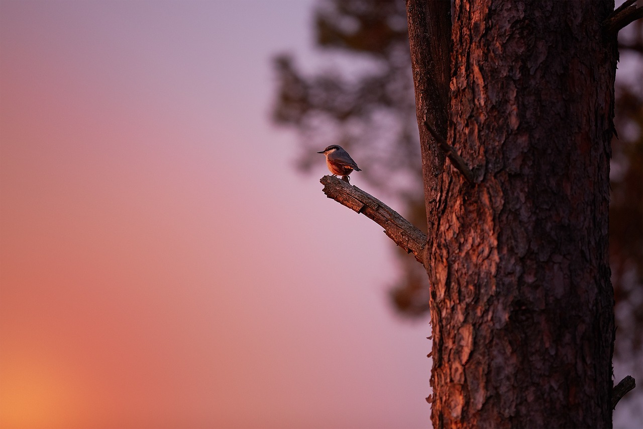 Image - sky sunset tree branch wood bird