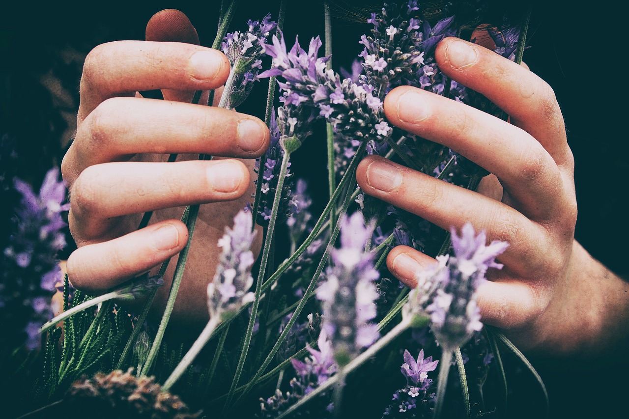 Image - lavender flower petal bloom