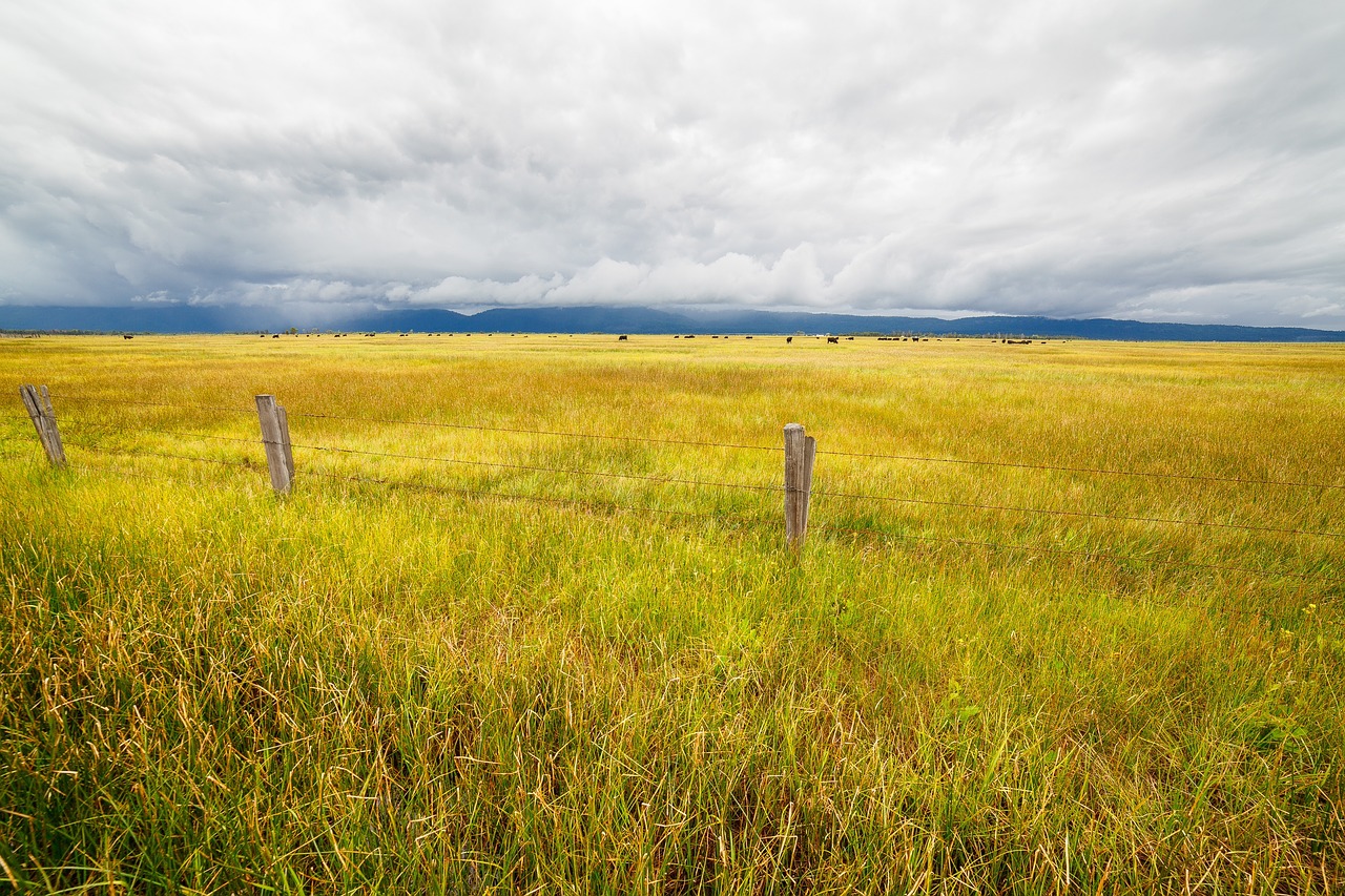 Image - green grass fence wire wood