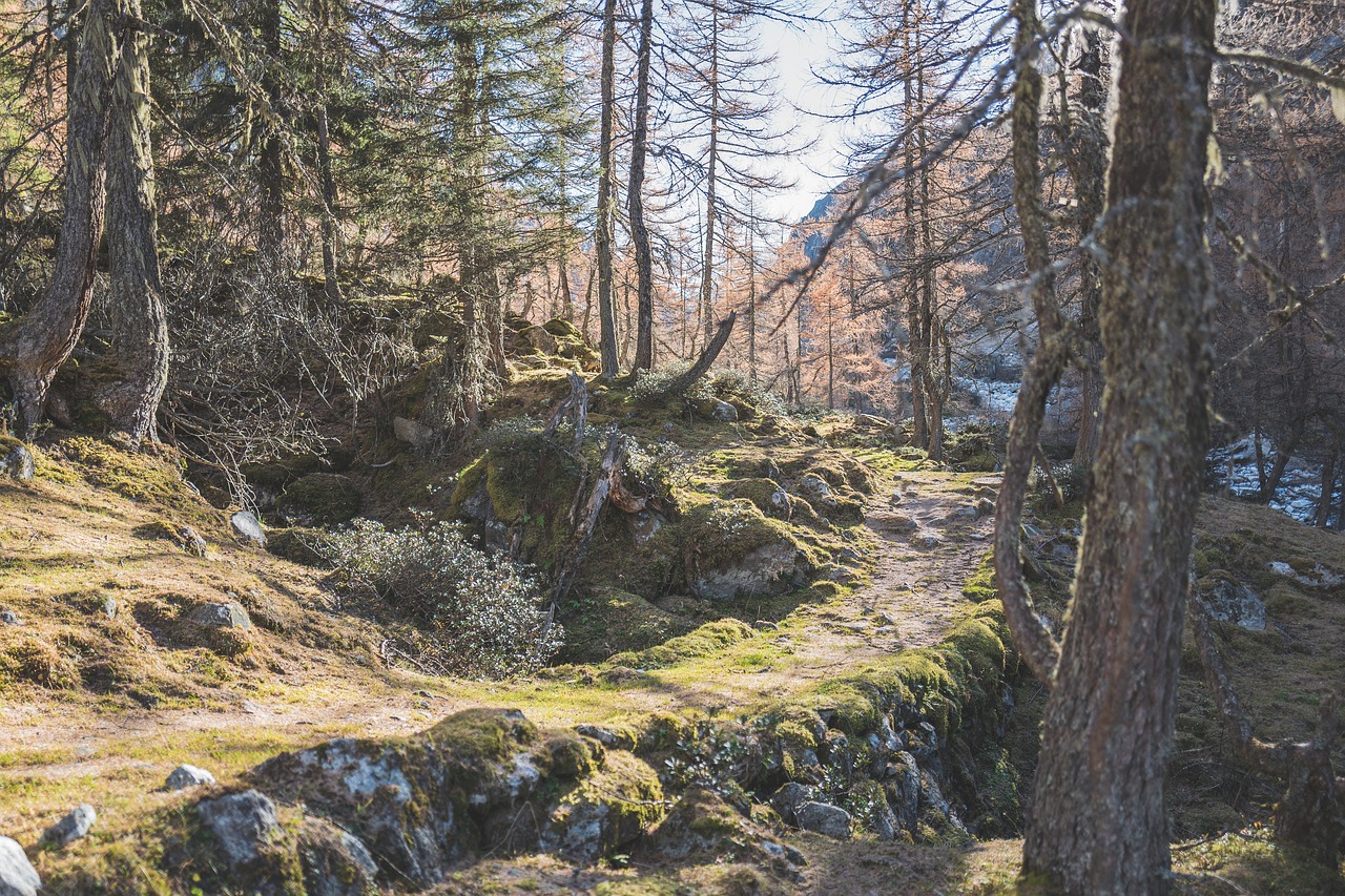 Image - trees plant nature forest path