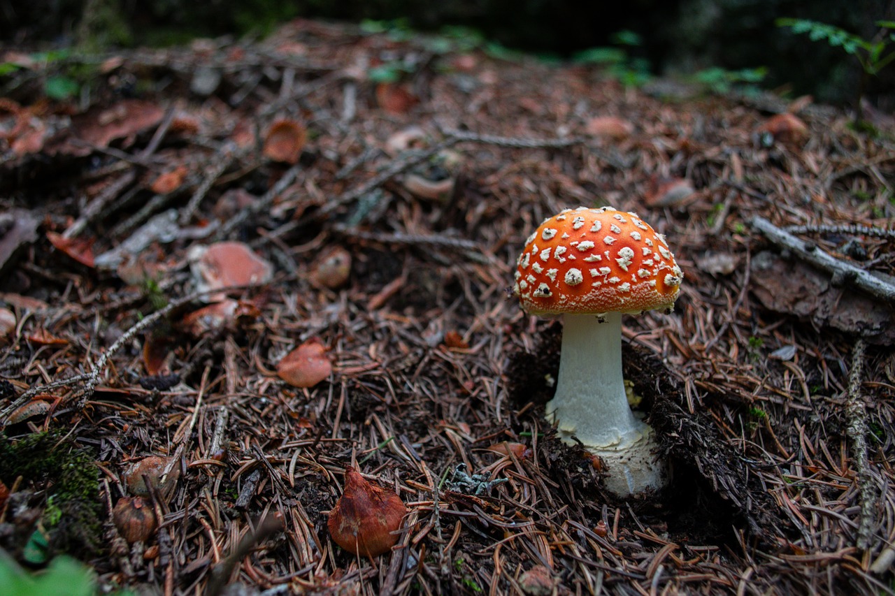 Image - mushroom fly agaric