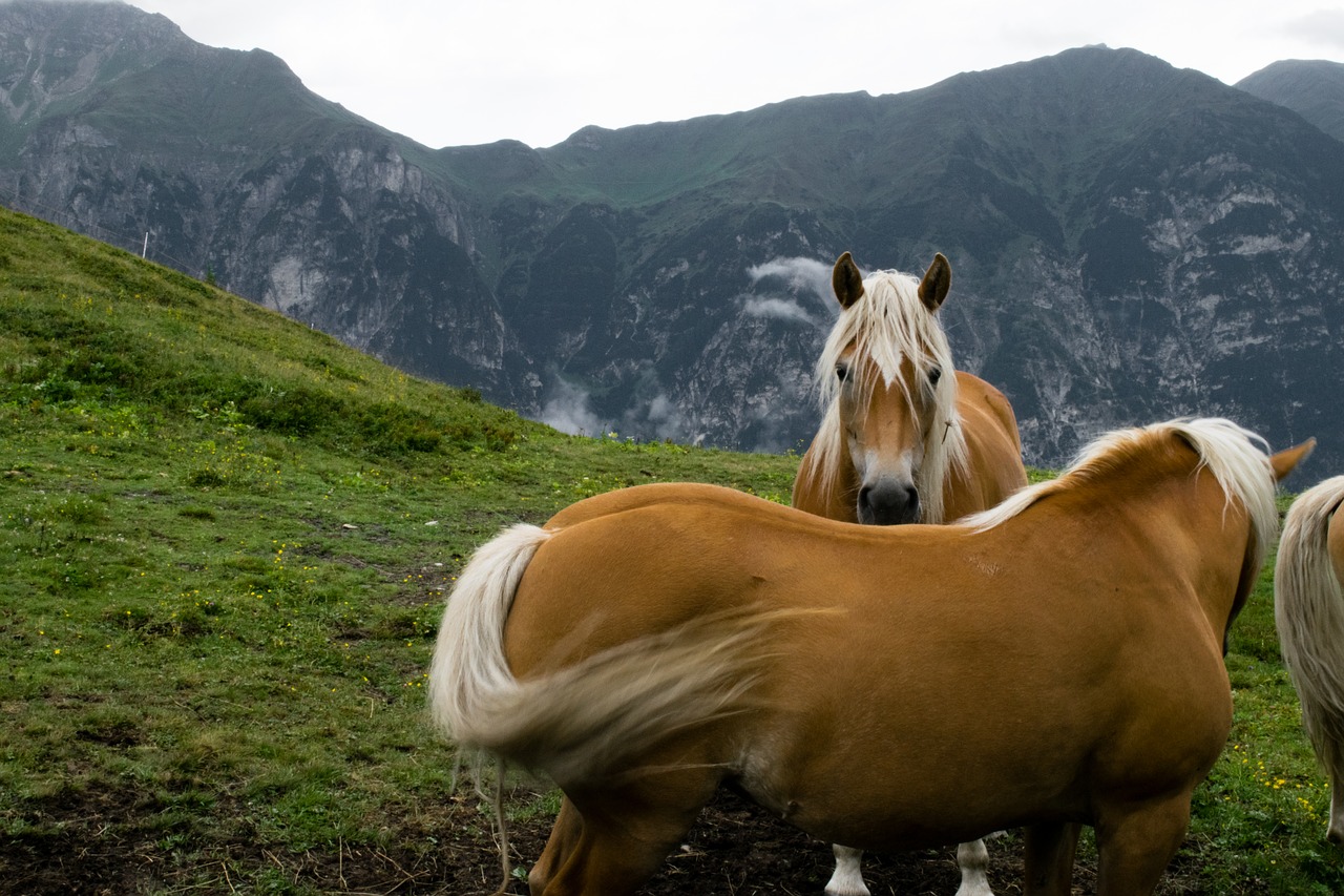 Image - haflinger horse draft horse
