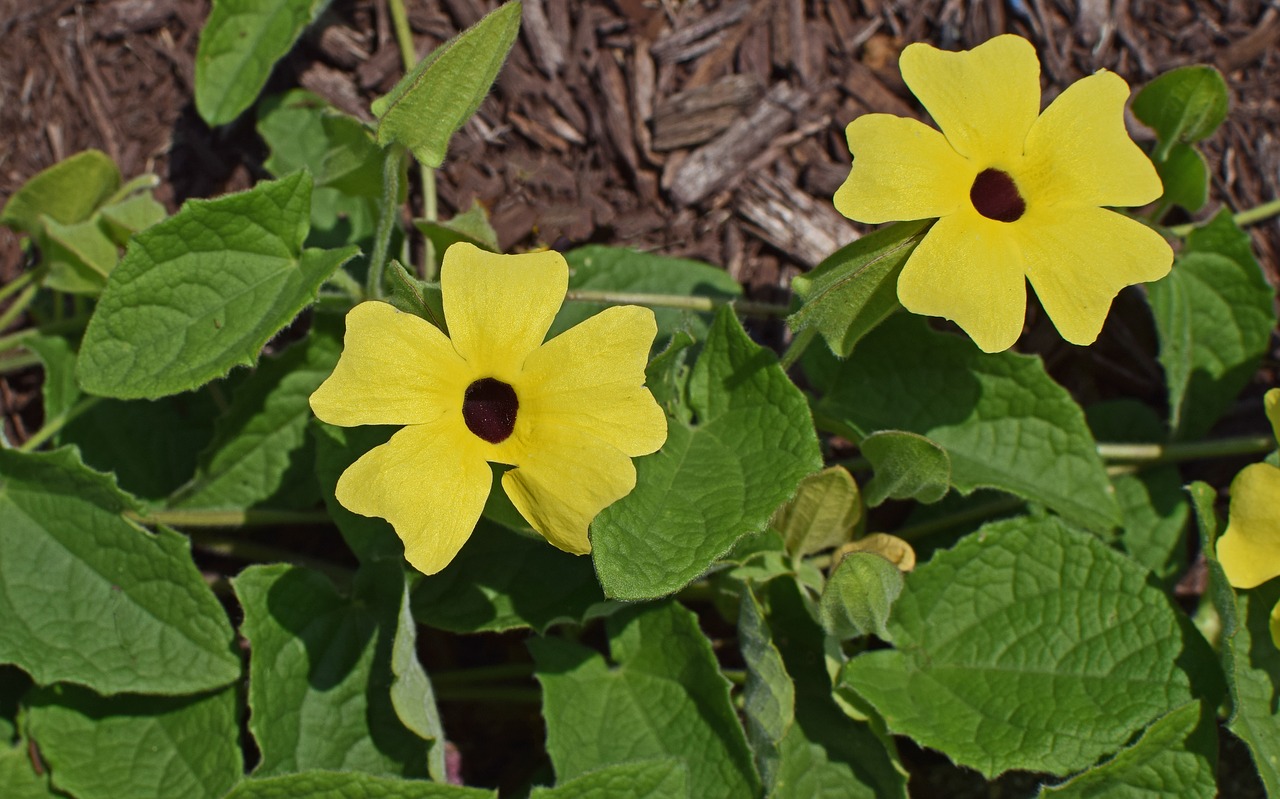 Image - black eyed susan vine vine flower