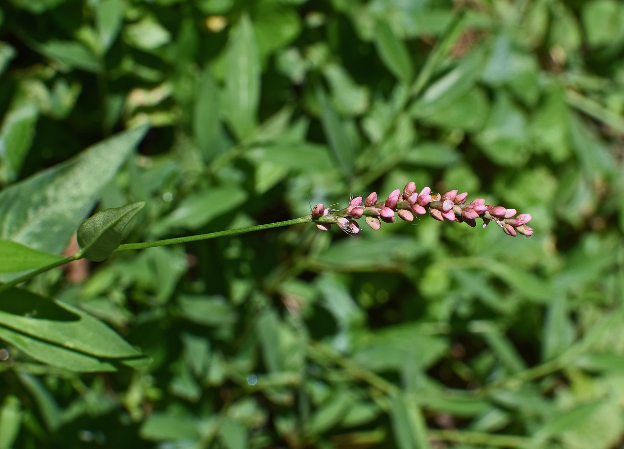 Image - smartweed knotweed wildflower