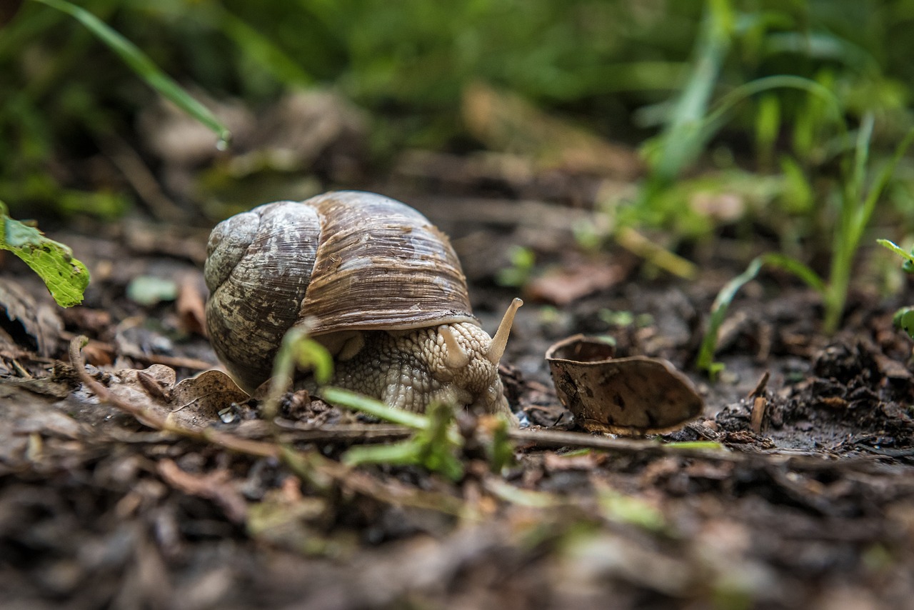 Image - snail nature forest woods green