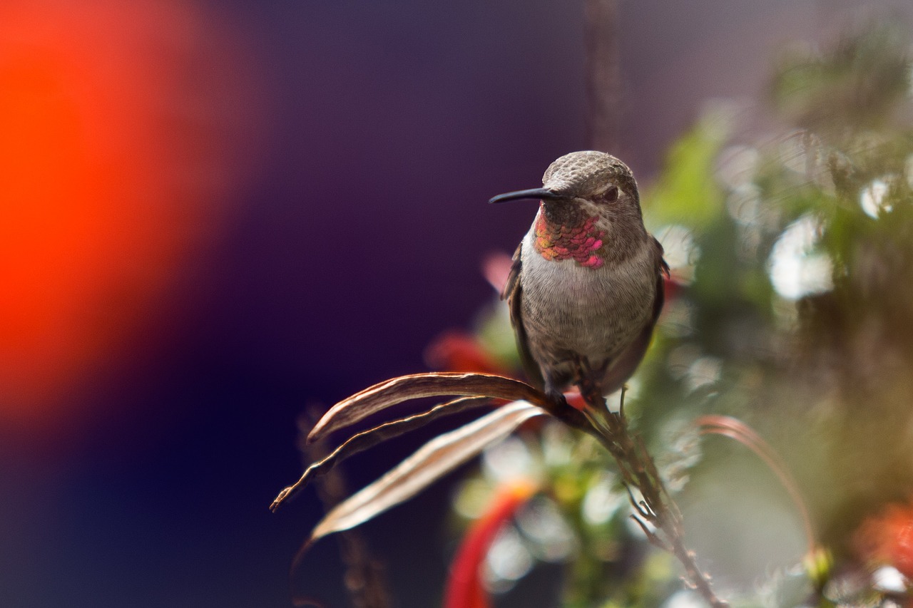 Image - leaf plant nature blur bird