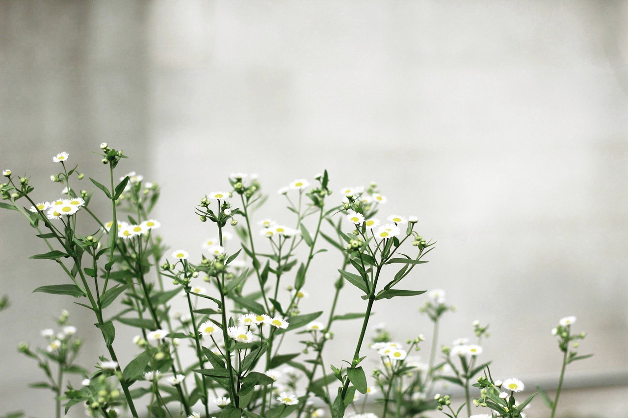 Image - white petal flower green leaf