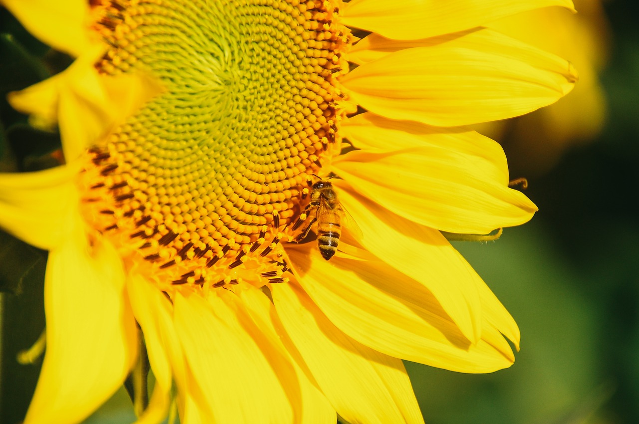 Image - yellow flower sunflower nature