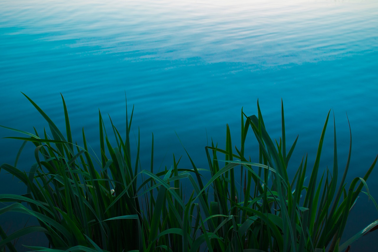 Image - lake blue water nature green leaf