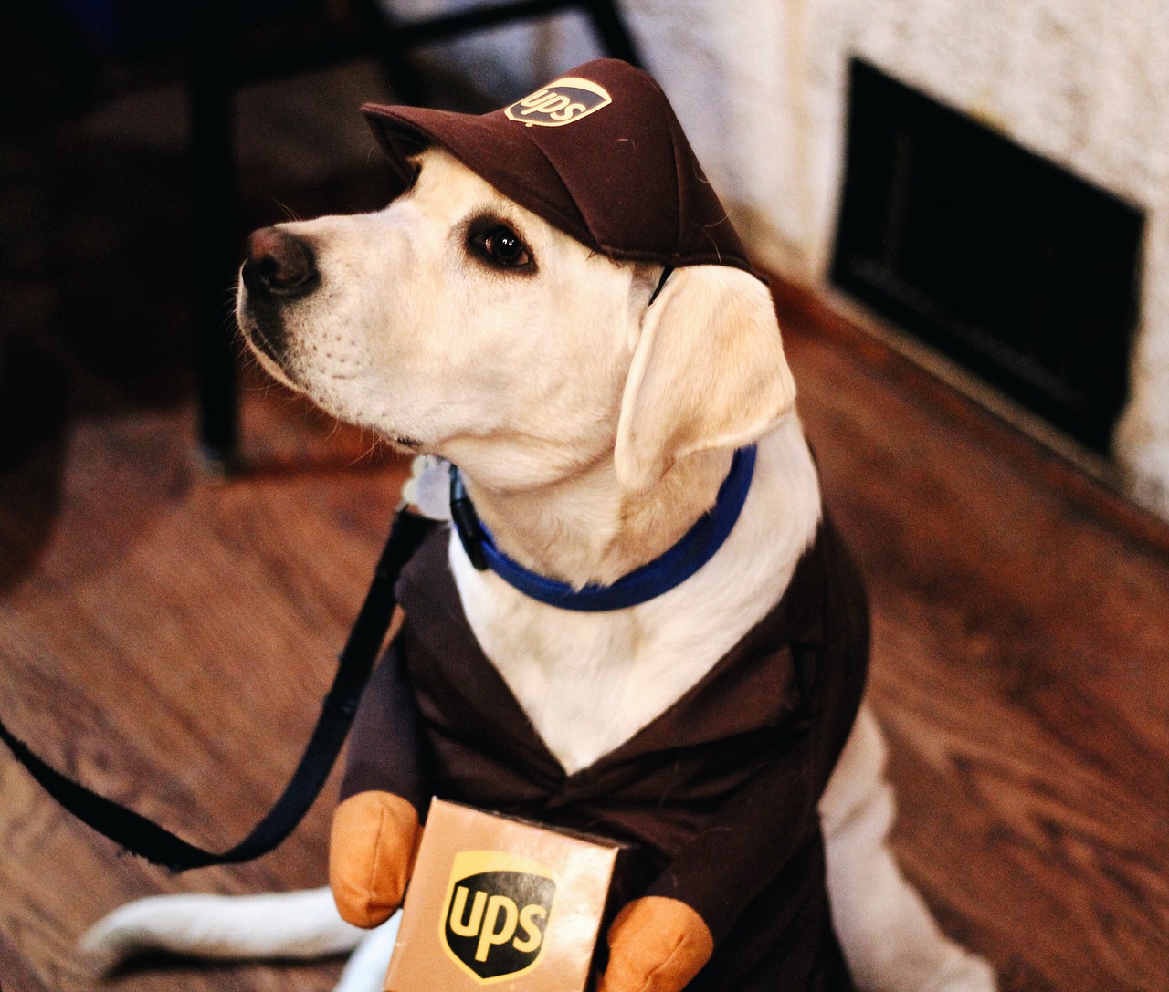 Image - dog puppy pet animal ups company