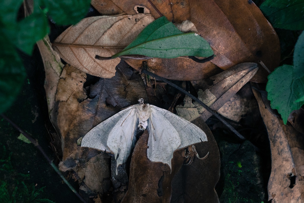 Image - leaf fall butterfly insect animal