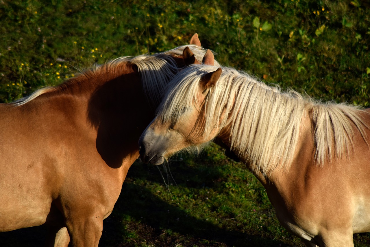 Image - haflinger horse animal mare