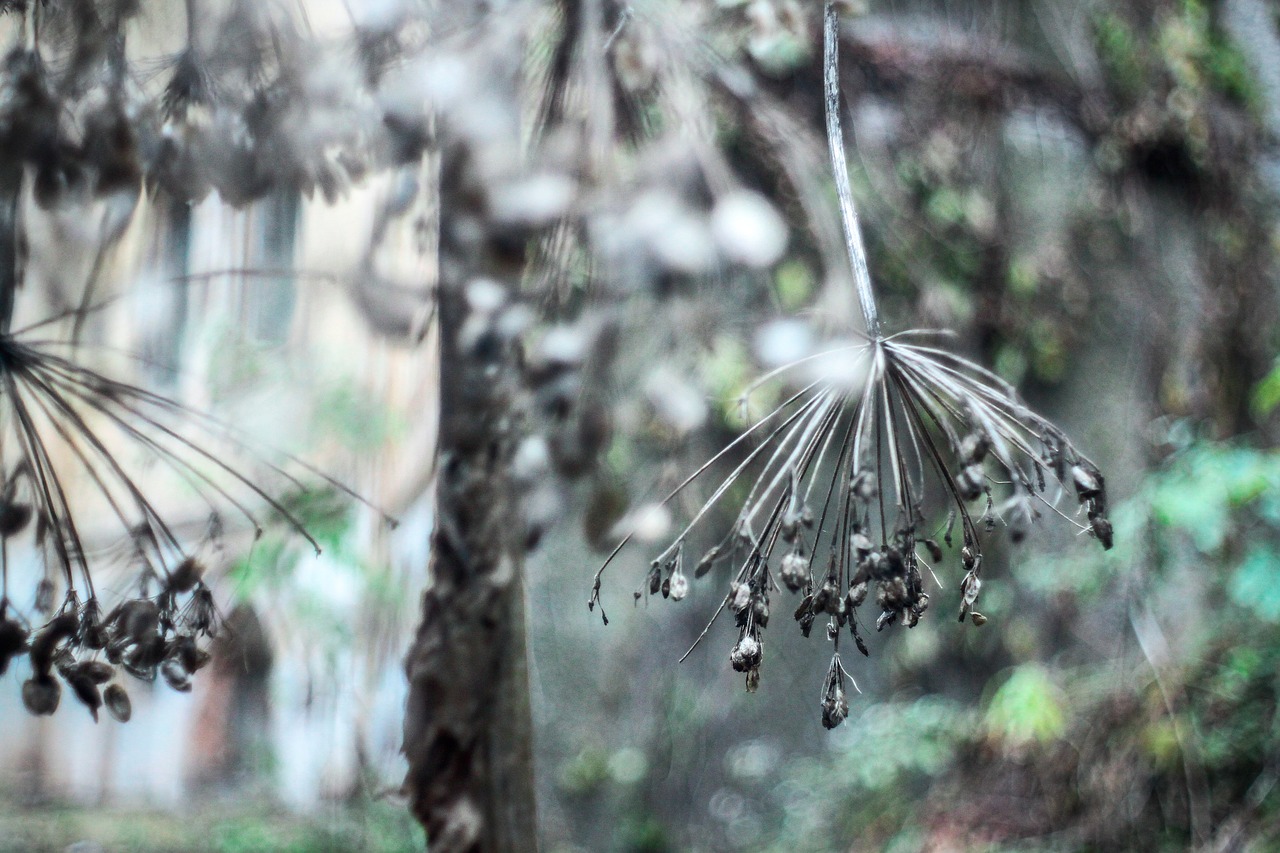 Image - plant leaf blur bokeh outdoor