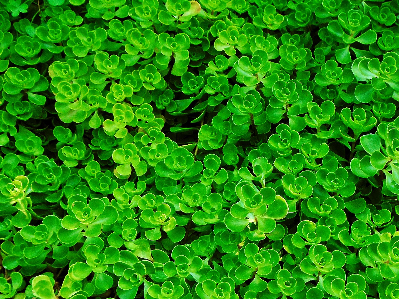 Image - ground cover foliage green