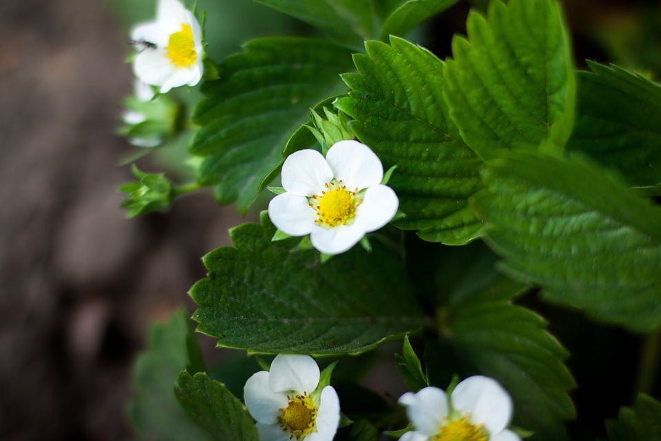 Image - green leaf flower plant nature