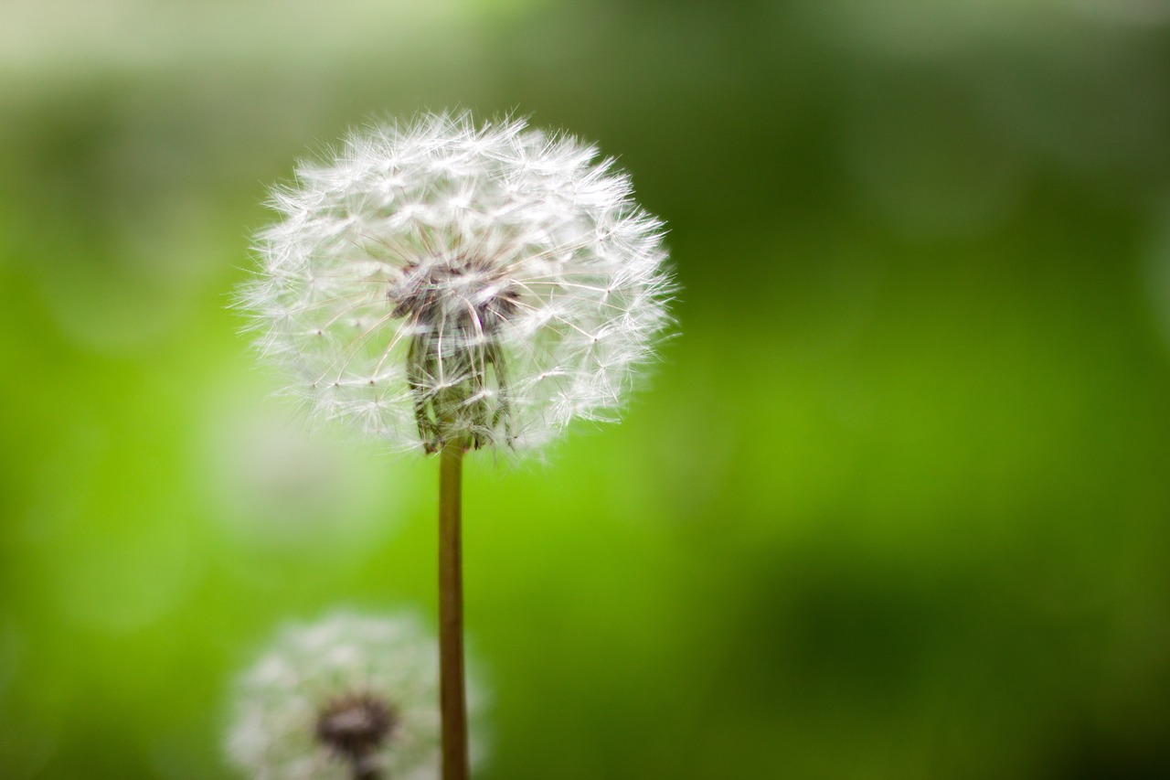 Image - green blur nature outdoor flower